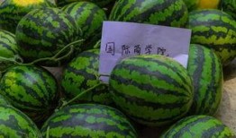 复旦大学网红吃瓜,揭秘校园热点背后的故事